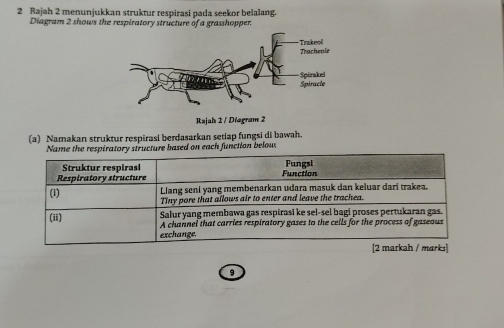 Rajah 2 menunjukkan struktur respirasi pada seekor belalang. 
Diagram 2 shows the respiratory structure of a grasshopper. 
Rajah 2 / Diagram 2 
(a) Namakan struktur respirasi berdasarkan setiap fungsi di bawah. 
Name the respiratory structure based on each function below 
9