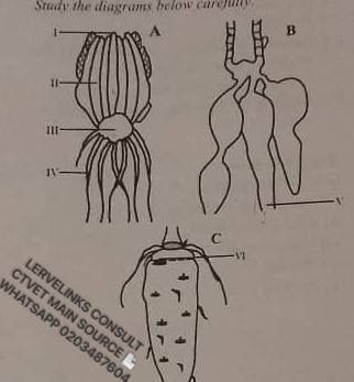 Study the diagrams below carefuly 
B 
C 
-V7 
TVET MAIN SOUR ERVELINKS CONSULT 
HATSAPP 02034876(