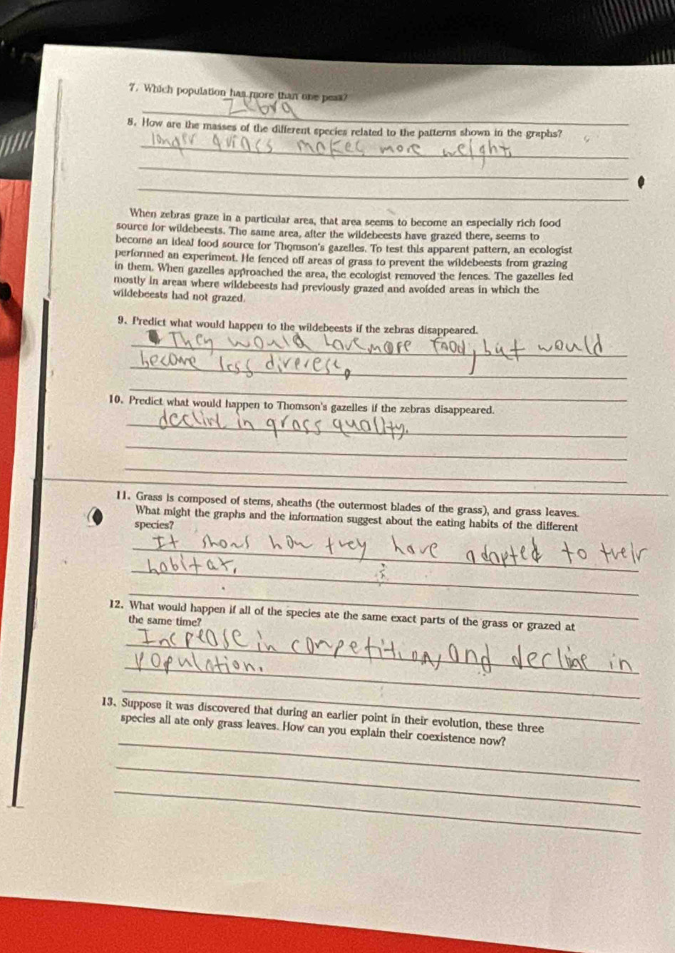 Which population has more than one pess? 
_ 
_ 
8. How are the masses of the different species related to the patterns shown in the graphs? 
_ 
_ 
When zebras graze in a particular area, that area seems to become an especially rich food 
source for wildebeests. The same area, after the wildebeests have grazed there, seems to 
become an ideal food source for Thomson's gazelles. To test this apparent pattern, an ecologist 
performed an experiment. He fenced off areas of grass to prevent the wildebeests from grazing 
in them. When gazelles approached the area, the ecologist removed the fences. The gazelles fed 
mostly in areas where wildebeests had previously grazed and avoided areas in which the 
wildebeests had not grazed. 
9. Predict what would happen to the wildebeests if the zebras disappeared. 
_ 
_ 
_ 
10. Predict what would happen to Thomson's gazelles if the zebras disappeared. 
_ 
_ 
_ 
11. Grass is composed of stems, sheaths (the outermost blades of the grass), and grass leaves. 
What might the graphs and the information suggest about the eating habits of the different 
species? 
_ 
_ 
_ 
12. What would happen if all of the species ate the same exact parts of the grass or grazed at 
the same time? 
_ 
_ 
_ 
13. Suppose it was discovered that during an earlier point in their evolution, these three 
_ 
species all ate only grass leaves. How can you explain their coexistence now? 
_ 
_