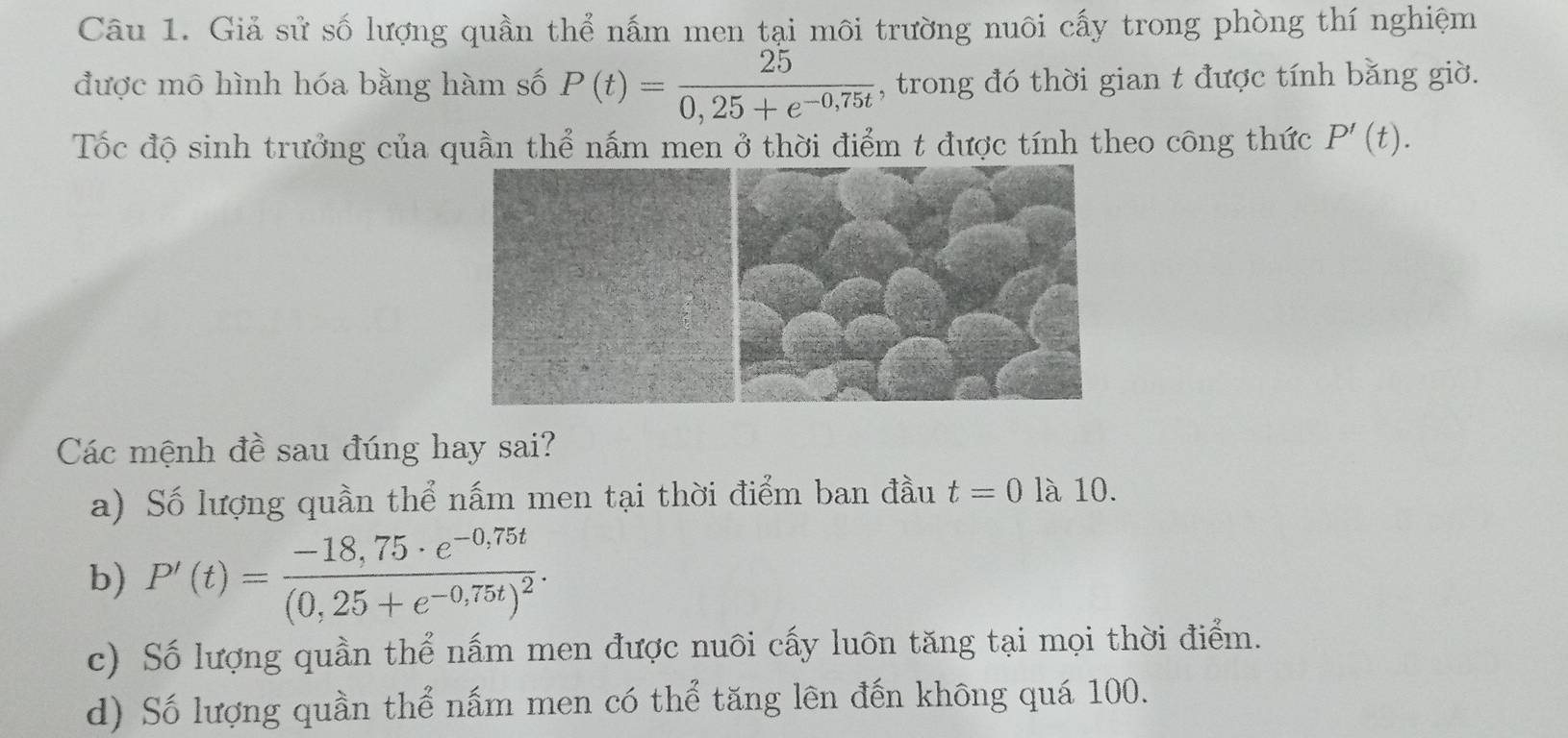 Giả sử số lượng quần thể nấm men tại môi trường nuôi cấy trong phòng thí nghiệm
được mô hình hóa bằng hàm số P(t)= 25/0,25+e^(-0,75t)  , trong đó thời gian t được tính bằng giờ.
Tốc độ sinh trưởng của quần thể nấm men ở thời điểm t được tính theo công thức P'(t). 
Các mệnh đề sau đúng hay sai?
a) Số lượng quần thể nấm men tại thời điểm ban đầu t=0 là 10.
b) P'(t)=frac -18,75· e^(-0,75t)(0,25+e^(-0,75t))^2.
c) Số lượng quần thể nấm men được nuôi cấy luôn tăng tại mọi thời điểm.
d) Số lượng quần thể nấm men có thể tăng lên đến không quá 100.