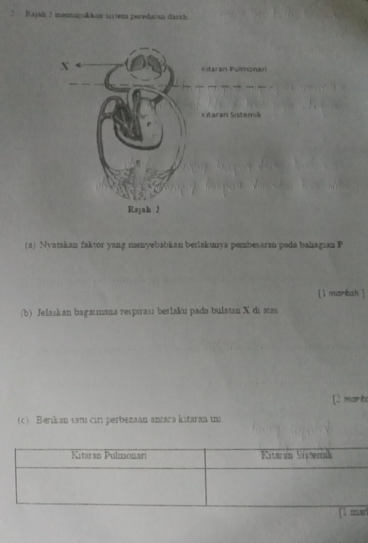 Rajah 2 menunjukkan sistem peredaran darah 
(a) Nyamakan faktor yang menyebabkan berlakunya pembesaran pada bahagian P
[1 markah ] 
(b) Jelaskan bagaımana respirası berlaku pada bulatan X di æas 
[2 mark 
(c) Berıkan satu cin perbezaan antara kitaran in
r