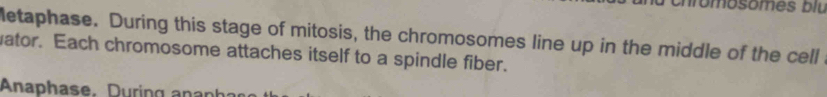 om osomes biu 
letaphase. During this stage of mitosis, the chromosomes line up in the middle of the cell 
ator. Each chromosome attaches itself to a spindle fiber. 
Anaphase. During anan