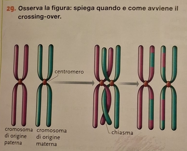 Osserva la figura: spiega quando e come avviene il
crossing-over.
centromero
cromosoma cromosoma chiasma
di origine di origine
paterna materna