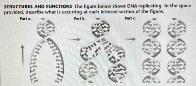 Solved: STRUCTURES AND FUNCTIONS The figure below shows DNA replicating ...
