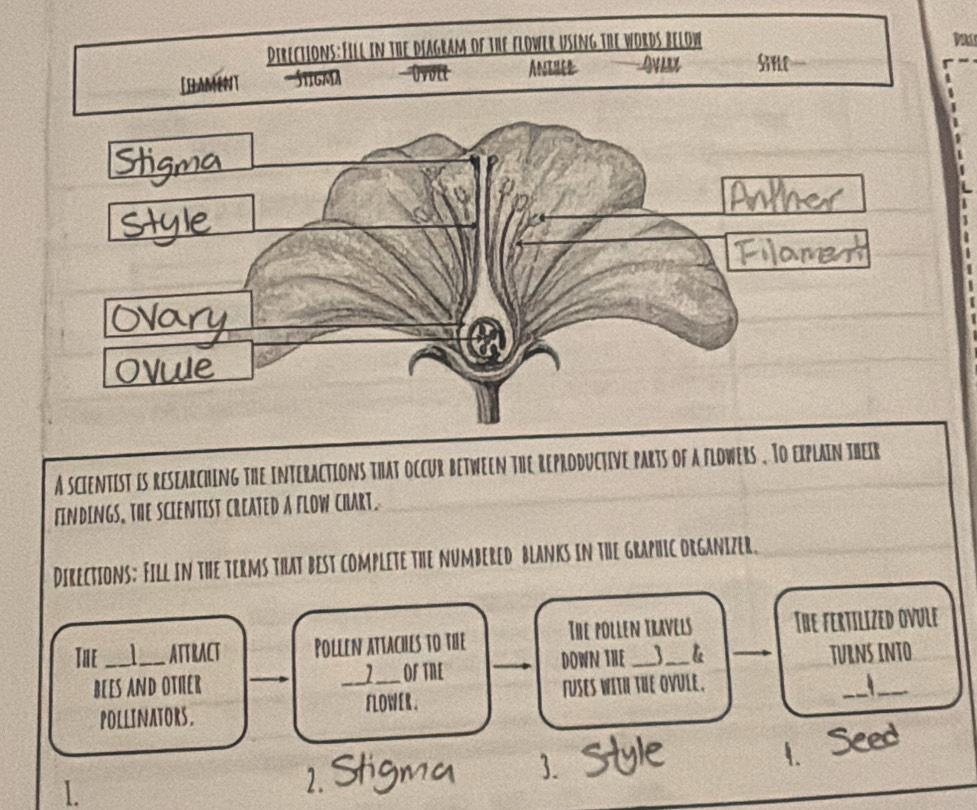 A scientist is researching the interactions that occur between the reproductive parts of a flowers . To explain their 
FINDINGS, THE SCIENTIST CREATED A FLOW CHART. 
Directions: Fill in thE terms that best complete the Numbered blanks in the graphic organizer. 
The __ATTRACT Pollen attaches to the The pollen travels The fertilized ovule 
down the l 
bees and otier __OFTNE turns into 
1 
FLOWER . fuses wIth tUe ovule. 
pollinators. 

I.