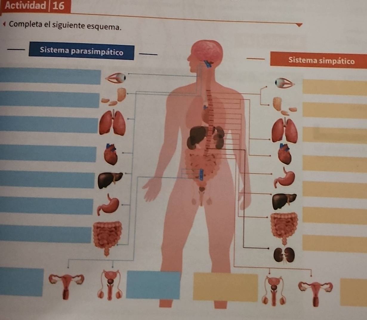 Actividad 16 
Completa el siguiente esquema 
o