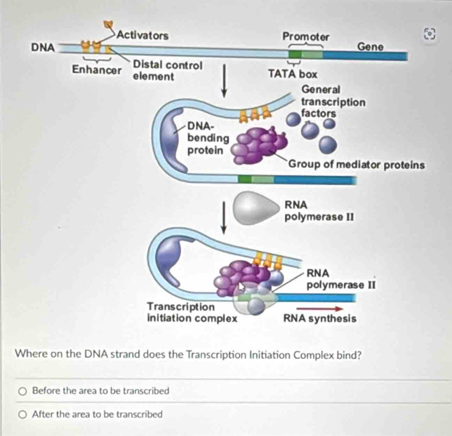 Where on the DNA strand does the Transcription Initiation Complex bind?
Before the area to be transcribed
After the area to be transcribed