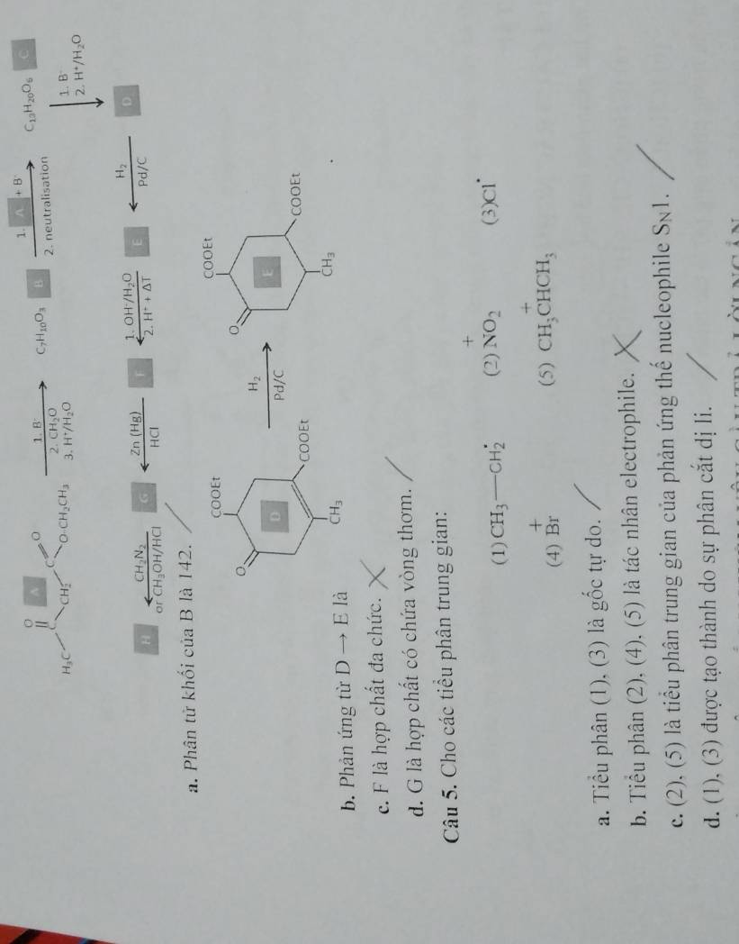 1. +B C_13H_20O_6□^(。 1.B^·) C_7H_10O_3 B
C
2. CH_2O 2. neutralisation
H_3C CH_2 O_-CH_2CH_3 3. H^+/H_2O beginarrayr 1.8 2.H^+/H_2Oendarray
1. OH^-/H_2O H_2 D
H frac CH_2N_2CH_3OH/HCl G arrow  Zn(Hg)/HCI  F 2. overline H^++△ T E overline Pd/C
or
a. Phân tử khối của B là 142.
b. Phản ứng từ Dto E
c. F là hợp chất đa chức.
d. G là hợp chất có chứa vòng thơm.
Câu 5. Cho các tiểu phân trung gian:
+
(1) CH_3-CH_2^((·) (2) NO_2) (3)c1^(·)
(4) beginarrayr + Brendarray (5) CH_3CHCH_3
a. Tiểu phân (1), (3) là gốc tự do.
b. Tiểu phân (2), (4), (5) là tác nhân electrophile.
c. (2), (5) là tiểu phân trung gian của phản ứng thế nucleophile S_N1.
d. (1), (3) được tạo thành do sự phân cắt dị li.