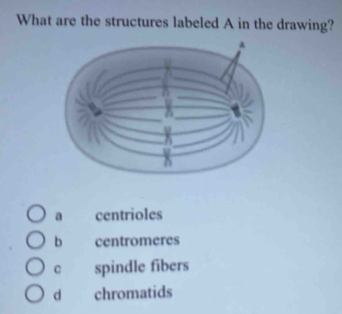 What are the structures labeled A in the drawing?
a centrioles
b centromeres
C spindle fibers
d chromatids