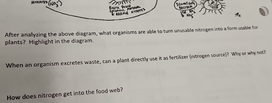 (NO_3^- 
e d 
Ne 
After analyzing the above diagram, what organisms are able to turn unusable nitrogen into a form usable for 
plants? Highlight in the diagram. 
When an organism excretes waste, can a plant directly use it as fertilizer (nitrogen source)? Why or why not? 
How does nitrogen get into the food web?