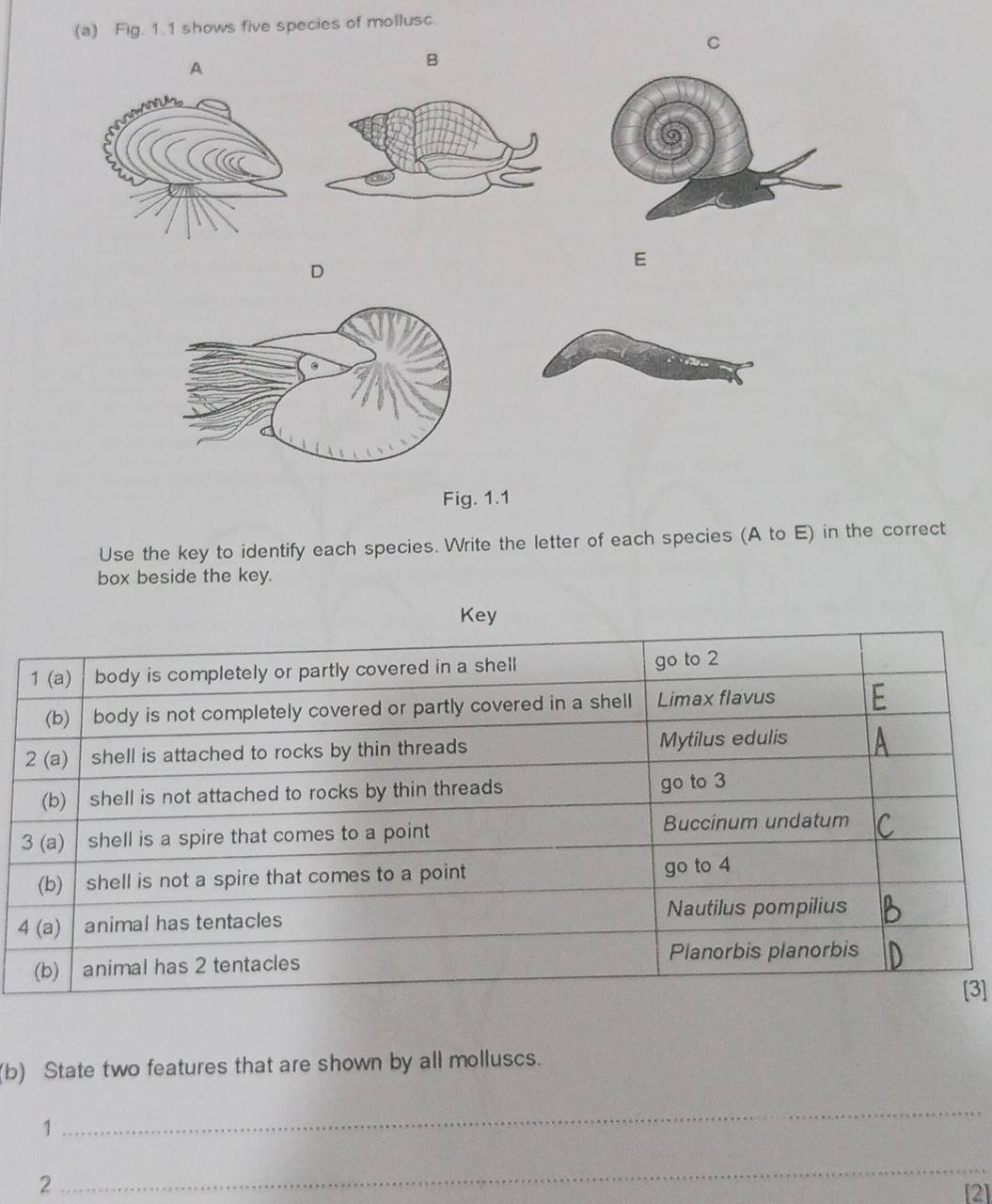 Fig. 1.1 shows five species of mollusc. 
C 
A 
B 
D 
E 
Fig. 1.1 
Use the key to identify each species. Write the letter of each species (A to E) in the correct 
box beside the key. 
4 
3] 
(b) State two features that are shown by all molluscs. 
1 
_ 
2 
_ 
[2]