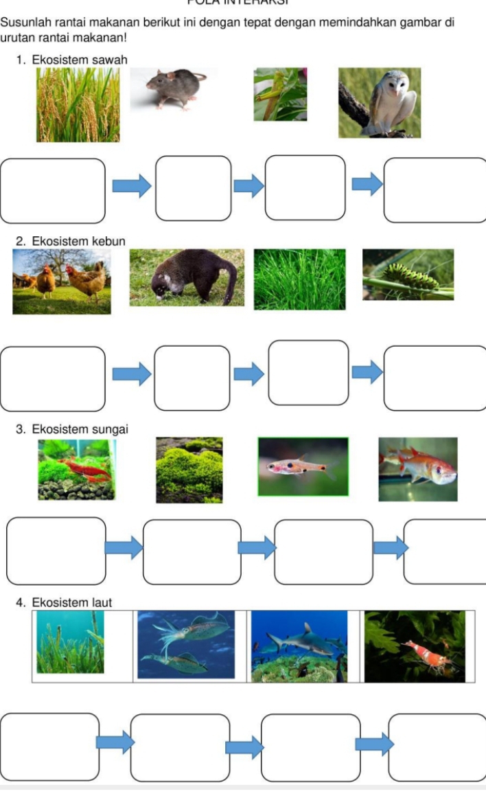 Susunlah rantai makanan berikut ini dengan tepat dengan memindahkan gambar di 
urutan rantai makanan! 
1. Ekosistem sawah 
2. Ekosistem kebun 
3. Ekosistem sungai 
4. Ekosistem laut