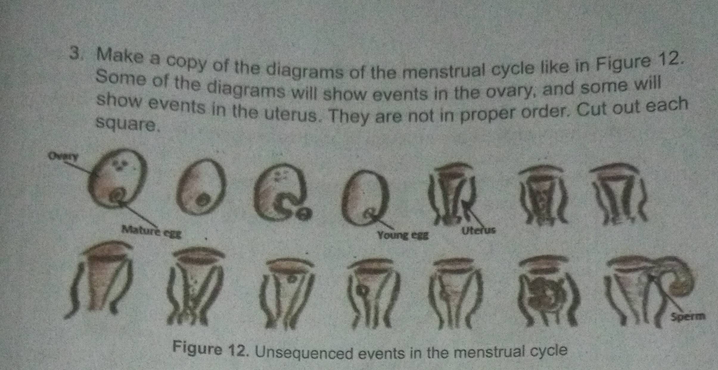 Make a copy of the diagrams of the menstrual cycle like in Figure 12. 
Some of the diagrams will show events in the ovary, and some will 
show events in the uterus. They are not in proper order. Cut out each 
square. 
Overy 
Mature egg 
Uterus 
Figure 12. Unsequenced events in the menstrual cycle