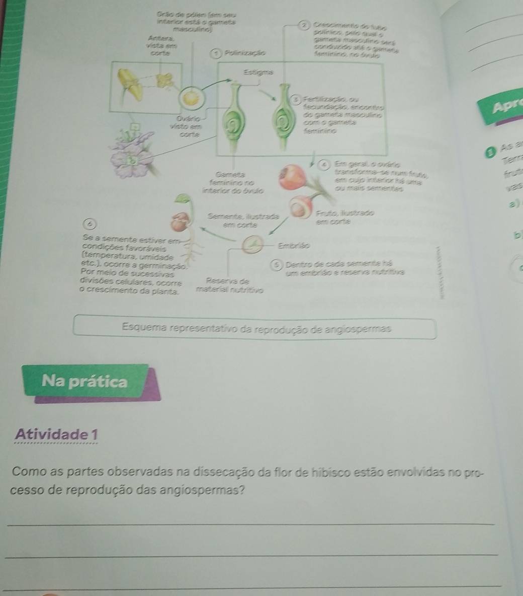 Grão de pólen (em seu 
intarior está o gameta 2 ) Crescimento do luto 
masculiney saínios, saño sual a 
_ 
ganeña masculiro será 
Antera condudo d é o qime 
vista em 
_ 
corte Pollinização Mentíníno, no dínuo 
Estigna 
_ 
3 Fertlização ou 
fe p der ão en 
Apr 
Ovário do gameta mesculno 
visto em com o gameta 
corte famnirs 
① As a 
4 ) Em geral o ovário 
Tar 
transforma-se num fodo 
forets 
Gameta em cujo intarior fé uma 
femíníno no 
interior do óvulo ou mais sententas 
2) 
Semente, ilustrada Fruto, lustrado 
6 em corte em corte 
Se a semente estiver em 
condições favoráveis Embrião 
(temperatura, umidade 
etc.). ocorre a germinação. 
5 ) Dentro de cada semente há 
Por meio de sucessivas 
um embrião e resenva nutrítiva : 
divisões celulares, ocorre Resería de 
o crescimento da planta. material nutritivo 
Esquema representativo da reprodução de angiospermas 
Na prática 
Atividade 1 
Como as partes observadas na dissecação da flor de hibisco estão envolvidas no pro- 
cesso de reprodução das angiospermas? 
_ 
_ 
_