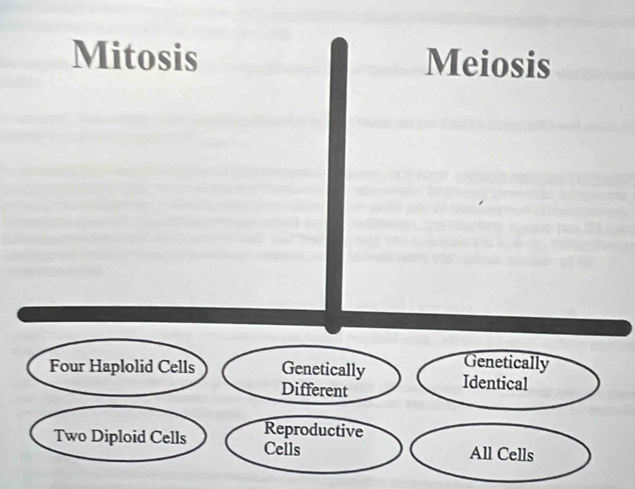 Mitosis Meiosis