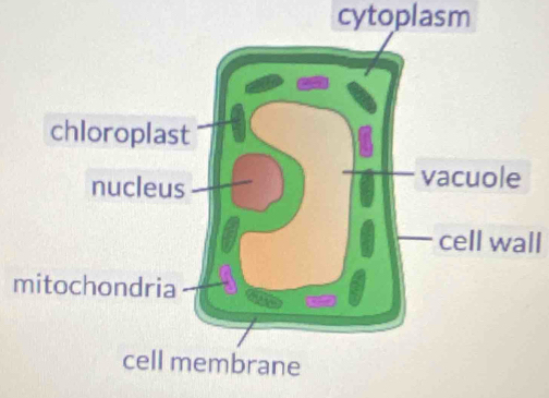 cytoplasm 
cell wall
m