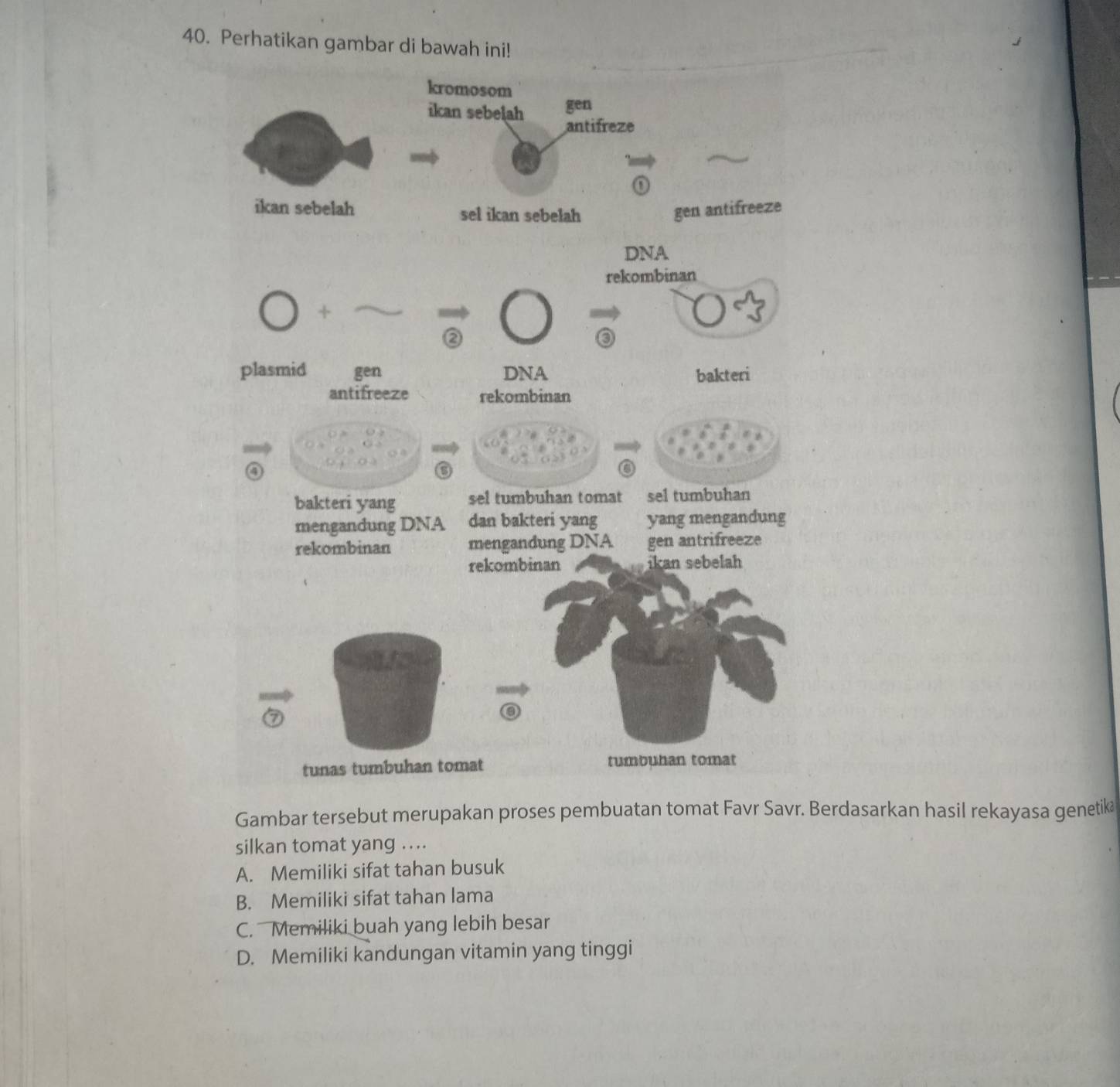 Perhatikan gambar di bawah ini!
Gambar tersebut merupakan proses pembuatan tomat Favr Savr. Berdasarkan hasil rekayasa genetik
silkan tomat yang ...
A. Memiliki sifat tahan busuk
B. Memiliki sifat tahan lama
C. Memiliki buah yang lebih besar
D. Memiliki kandungan vitamin yang tinggi