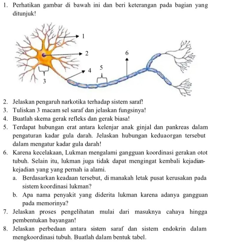 Perhatikan gambar di bawah ini dan beri keterangan pada bagian yang 
ditunjuk! 
2. Jelaskan pengaruh narkotika terhadap sistem saraf! 
3. Tuliskan 3 macam sel saraf dan jelaskan fungsinya! 
4. Buatlah skema gerak refleks dan gerak biasa! 
5. Terdapat hubungan erat antara kelenjar anak ginjal dan pankreas dalam 
pengaturan kadar gula darah. Jelaskan hubungan keduaorgan tersebut 
dalam mengatur kadar gula darah! 
6. Karena kecelakaan, Lukman mengalami gangguan koordinasi gerakan otot 
tubuh. Selain itu, lukman juga tidak dapat mengingat kembali kejadian- 
kejadian yang yang pernah ia alami. 
a. Berdasarkan keadaan tersebut, di manakah letak pusat kerusakan pada 
sistem koordinasi lukman? 
b. Apa nama penyakit yang diderita lukman karena adanya gangguan 
pada memorinya? 
7. Jelaskan proses pengelihatan mulai dari masuknya cahaya hingga 
pembentukan bayangan! 
8. Jelaskan perbedaan antara sistem saraf dan sistem endokrin dalam 
mengkoordinasi tubuh. Buatlah dalam bentuk tabel.