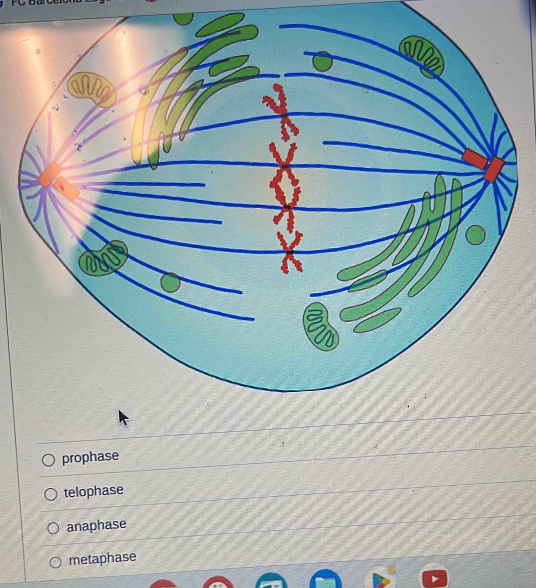 prophase
telophase
anaphase
metaphase