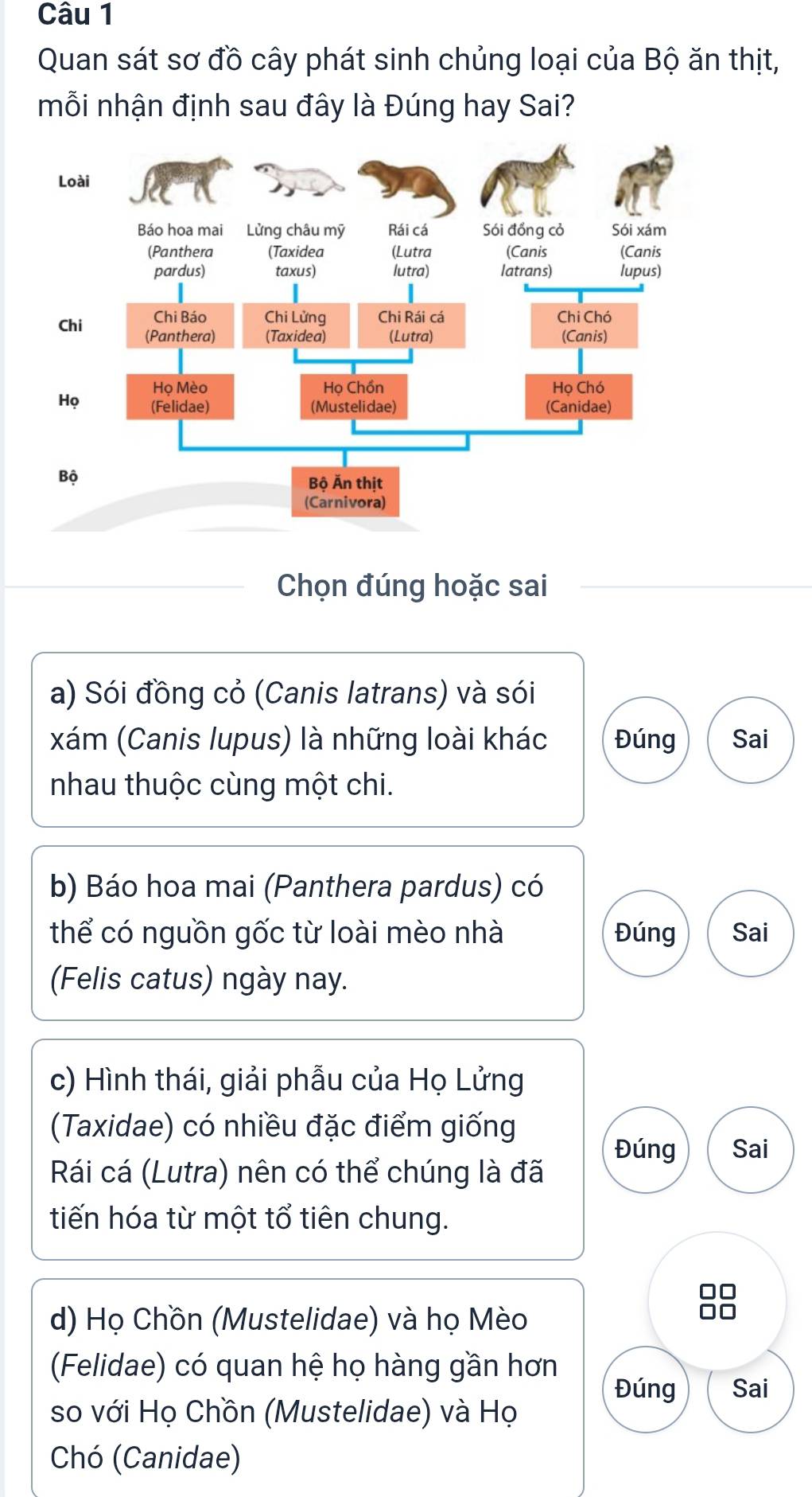 Quan sát sơ đồ cây phát sinh chủng loại của Bộ ăn thịt,
mỗi nhận định sau đây là Đúng hay Sai?
Chọn đúng hoặc sai
a) Sói đồng cỏ (Canis latrans) và sói
xám (Canis lupus) là những loài khác Đúng Sai
nhau thuộc cùng một chi.
b) Báo hoa mai (Panthera pardus) có
thể có nguồn gốc từ loài mèo nhà Đúng Sai
(Felis catus) ngày nay.
c) Hình thái, giải phẫu của Họ Lửng
(Taxidae) có nhiều đặc điểm giống
Đúng Sai
Rái cá (Lutra) nên có thể chúng là đã
tiến hóa từ một tổ tiên chung.
d) Họ Chồn (Mustelidae) và họ Mèo
(Felidae) có quan hệ họ hàng gần hơn
Đúng Sai
so với Họ Chồn (Mustelidae) và Họ
Chó (Canidae)