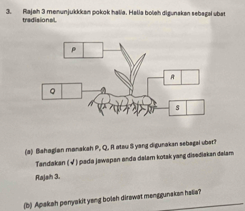 Rajah 3 menunjukkkan pokok halia. Halia boleh digunakan sebagai ubat 
tradisional. 
(a) Bahagian manakah P, Q, R atau S yang digunakan sebagai ubat? 
Tandakan ( √ ) pada jawapan anda dalam kotak yang disediakan dalam 
Rajah 3. 
(b) Apakah penyakit yang boleh dirawat menggunakan halia?