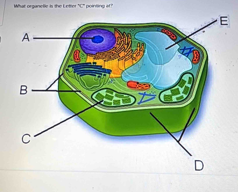 What organelle is the Letter "C" pointing at?