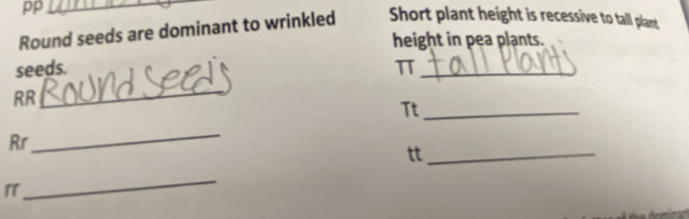 PP_ 
Round seeds are dominant to wrinkled Short plant height is recessive to tall plant 
height in pea plants. 
seeds. π _ 
RR 
_ 
Tt_ 
Rr 
_ 
tt_ 
r 
_