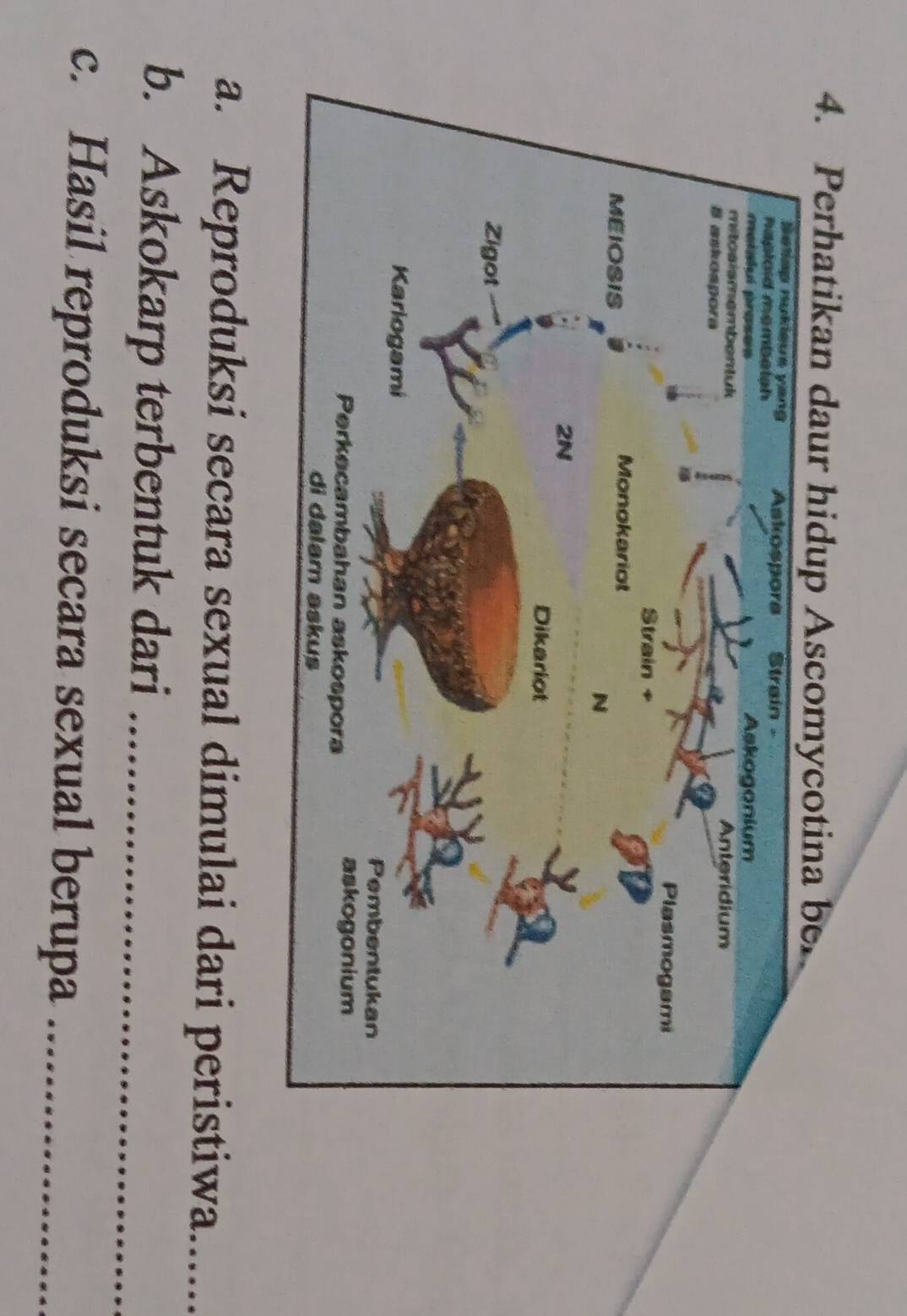 Perhatikan daur hidup Ascomycotina ber 
a. Reproduksi secara sexual dimulai dari peristiwa_ 
b. Askokarp terbentuk dari_ 
c. Hasil reproduksi secara sexual berupa_