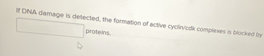 If DNA damage is detected, the formation of active cyclin/cdk complexes is blocked by 
□ proteins.