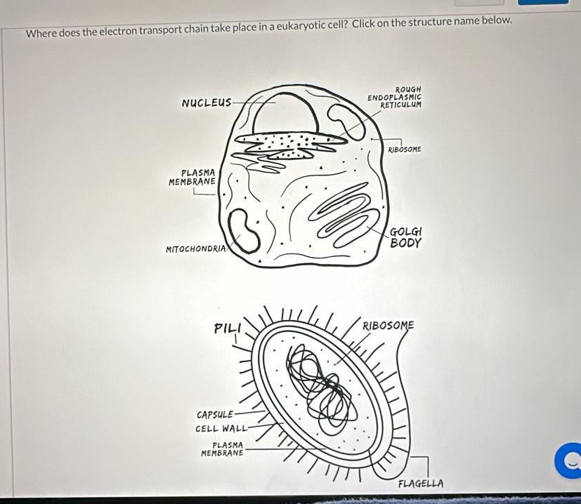 Solved: Where does the electron transport chain take place in a ...