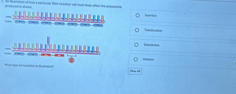 An illustration of how a particular DNA mutation will most likely affect the polypeptide
produced is shown. Insertion
Translocation
Substitution
Deletion
What type of mutation is illustrated?
Clear All