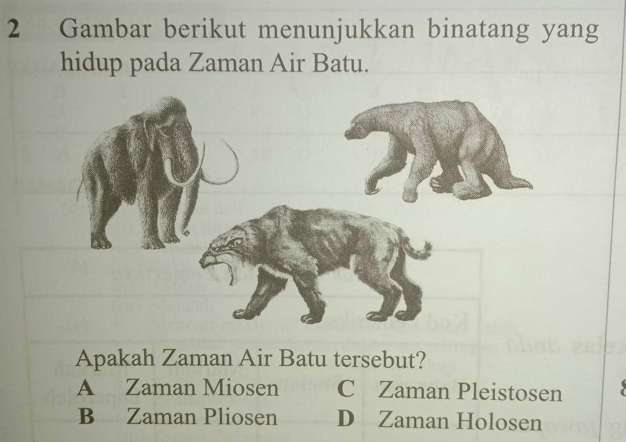 Gambar berikut menunjukkan binatang yang
hidup pada Zaman Air Batu.
Apakah Zaman Air Batu tersebut?
A Zaman Miosen C Zaman Pleistosen
B Zaman Pliosen D Zaman Holosen