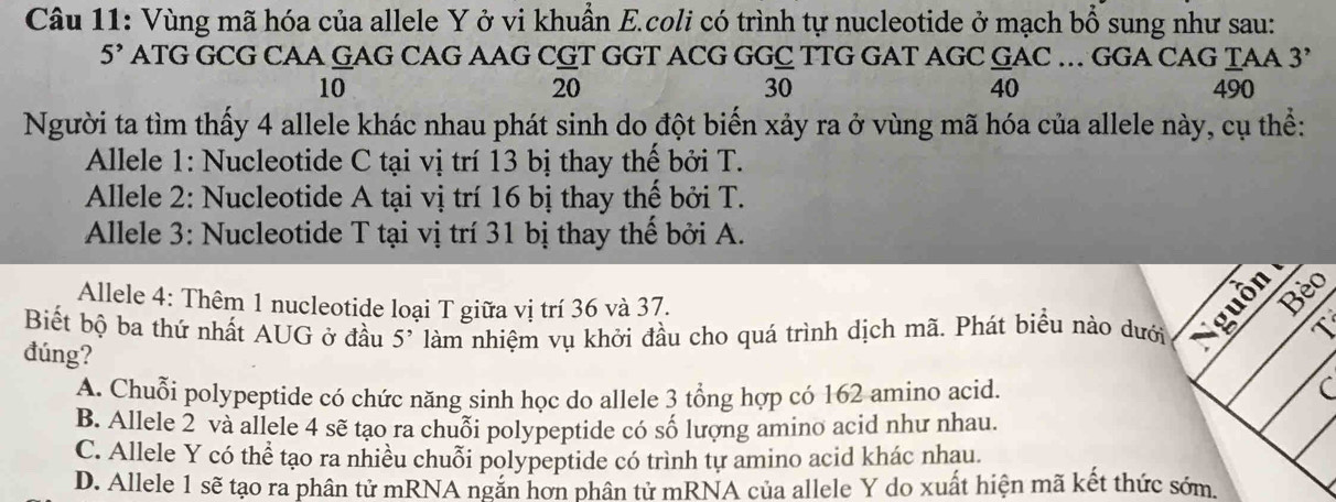 Vùng mã hóa của allele Y ở vi khuần E.coli có trình tự nucleotide ở mạch bổ sung như sau:
5^, ATG GCG CAA GAG CAG AAG CGT GGT ACG GGC TTG GAT AGC  G/40 AC... GGA CAG TAA 3
20
30
10 490
Người ta tìm thấy 4 allele khác nhau phát sinh do đột biển xảy ra ở vùng mã hóa của allele này, cụ thể:
Allele 1: Nucleotide C tại vị trí 13 bị thay thể bởi T.
Allele 2: Nucleotide A tại vị trí 16 bị thay thế bởi T.
Allele 3: Nucleotide T tại vị trí 31 bị thay thế bởi A.
Allele 4: Thêm 1 nucleotide loại T giữa vị trí 36 và 37.
Bèo
Biết bộ ba thứ nhất AUG ở đầu làm nhiệm vụ khởi đầu cho quá trình dịch mã. Phát biểu nào dưới
đúng?
5^,
A. Chuỗi polypeptide có chức năng sinh học do allele 3 tổng hợp có 162 amino acid.
(
B. Allele 2 và allele 4 sẽ tạo ra chuỗi polypeptide có số lượng amino acid như nhau.
C. Allele Y có thể tạo ra nhiều chuỗi polypeptide có trình tự amino acid khác nhau.
D. Allele 1 sẽ tạo ra phân tử mRNA ngắn hơn phân tử mRNA của allele Y do xuất hiện mã kết thức sớm.