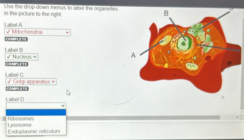 Solved: Use the drop-down menus to label the organelles in the picture ...