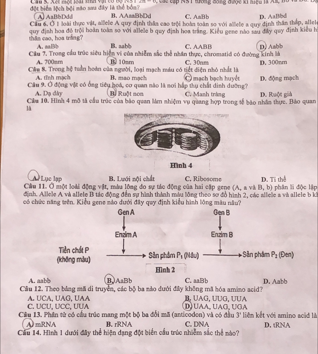 Cầu 5. Xét một loài sinh vật có bộ NS I ∠ n-c , các cặp NS I tường đông được ki hiệu là Aã, Bố và D
đột biến lệch bội nào sau đây là thể bốn?
A. AaBbDdd B. AAaaBbDd C. AaBb D. AaBbd
Cầu 6, Ở 1 loài thực vật, allele A quy định thân cao trội hoàn toàn so với allele a quy định thân thấp, allele
quy định hoa đỏ trội hoàn toàn so với allele b quy định hoa trắng. Kiểu gene nào sau đây quy định kiểu hì
thân cao, hoa trắng?
A. aaBb B. aabb C. AABB D. Aabb
Cầu 7. Trong cầu trúc siêu hiển vi của nhiễm sắc thể nhân thực, chromatid có đường kính là
A. 700nm B10nm C. 30nm D. 300nm
Câu 8. Trong hệ tuần hoàn của người, loại mạch máu có tiết diện nhỏ nhất là
A. tĩnh mạch B. mao mạch C mạch bạch huyết D. động mạch
Câu 9. Ở động vật có ống tiêu hoá, cơ quan nào là nơi hấp thụ chất dinh dưỡng?
A. Dạ dày B. Ruột non C. Manh tràng D. Ruột già
Câu 10. Hình 4 mô tả cầu trúc của bào quan làm nhiệm vụ quang hợp trong tế bào nhân thực. Bào quan
là
Hình 4
A Lục lạp B. Lưới nội chất C. Ribosome D. Ti thể
Câu 11. Ở một loài động vật, màu lông do sự tác động của hai cặp gene (A, a và B, b) phân li độc lập
định. Allele A và allele B tác động đến sự hình thành màu lông theo sơ đồ hình 2, các allele a và allele b k
có chức năng trên. Kiểu gene nào dưới đây quy định kiểu hình lông màu nâu?
A. aabb B,AaBb C. aaBb D. Aabb
Câu 12. Theo bảng mã di truyền, các bộ ba nào dưới đây không mã hóa amino acid?
A. UCA, UAG, UAA B. UAG, UUG, UUA
C. UCU, UCC, UUA D UAA, UAG, UGA
Câu 13. Phân tử có cấu trúc mang một bộ ba đối mã (anticodon) và có đầu 3' liên kết với amino acid là
A mRNA B. rRNA C. DNA D. tRNA
Câu 14. Hình 1 dưới đây thể hiện dạng đột biến cấu trúc nhiễm sắc thể nào?