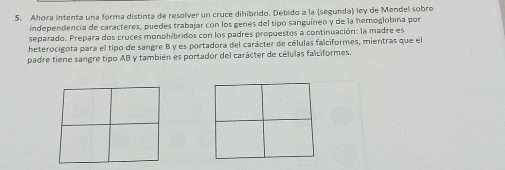 Ahora intenta una forma distinta de resolver un cruce dihíbrido. Debido a la (segunda) ley de Mendel sobre 
independencia de caracteres, puedes trabajar con los genes del tipo sanguíneo y de la hemoglobina por 
separado. Prepara dos cruces monohíbridos con los padres propuestos a continuación: la madre es 
heterocigota para el tipo de sangre B y es portadora del carácter de células falciformes, mientras que el 
padre tiene sangre tipo AB y también es portador del carácter de células falciformes.