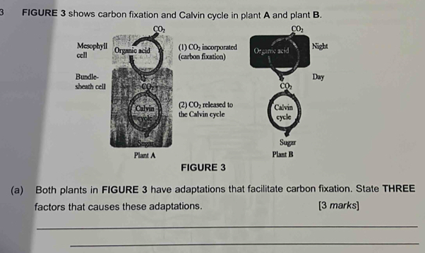 FIGURE 3 shows carbon fixation and Calvin cycle in plant A and plant B.
(a) Both plants in FIGURE 3 have adaptations that facilitate carbon fixation. State THREE
factors that causes these adaptations. [3 marks]
_
_