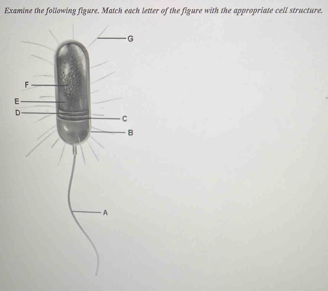 Examine the following figure. Match each letter of the figure with the appropriate cell structure.