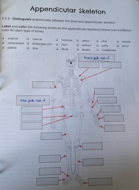 Appendicular Skeleton
1.1.1 - Distinguish anatomically between the axial and appendicular skeleton.
Label and collor the following bones on the appendicular skeletons below (use a different
color for each type of bone)
scapula clavicle humerus radius ulna carpals
metacarpals phalanges (x2)
patella tibia fibula ilium tarsals ischium pubis metatarsals femur
Pectoral girdle, made of.
n
Pelvic girdlle, made of.