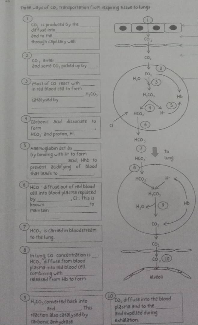 Three ways of CO_2 transportation from respiring tissue to lungs
1
1
CO_2 is produced by the_
diffuse into_
and to the
_
Cdot O
through capillary wall
2
co，enter_
CO_2
and some CO_2 picked up by _.
3 Most of CO react with_
in red blood cell to form
_ H_2CO_3
catalysed by
_
q Carbonic acid dissociate to
form _j
HC y and proton, H'.
5
Haemoglobin act as _
by binding with H* to form
_
acid, Hhb to
prevent acidifying of blood
that leads to _.
6 a HCO - diffuse out of red blood
cell into blood plasma replaced
by _, Cl-. this is
known_
to
maintain_
_
7
HCO_3 is carried in bloodstream
to the lung.
CO_2
8
In lung, CO concentration is_
HCO_3 diffuse from bload
CO_2 10
plasma into red blood cell
combining with_
released From Hb to form Alveoli
_
9
10
H_2CO_3 converted back into CO_2 diffuse into the blood
_3nd_ . this plasma and to the_
reaction also catalysed by and expelled during
carbonicanhydrase exhalation.