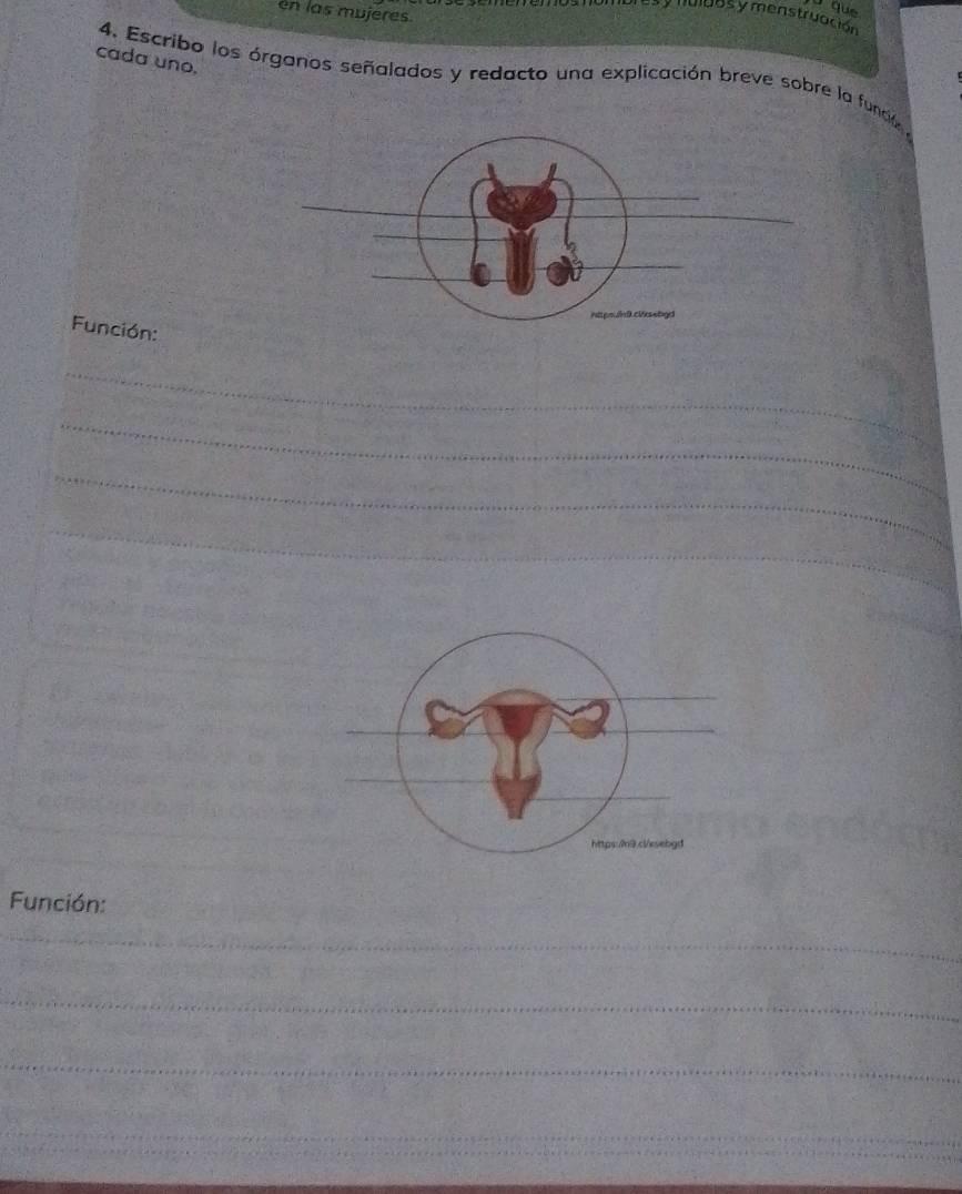 que 
en las mujeres 
uos y menstruación 
cada uno. 
4. Escribo los órganos señalados y redacto una explicación breve sobre la funcióy 
Función: 
_ 
_ 
_ 
_ 
_ 
_ 
__ 
_ 
_ 
https:9.cl/ksebgd 
Función: 
_ 
_ 
_ 
_ 
_