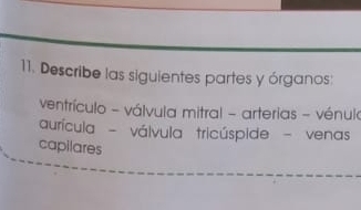 Describe las siguientes partes y órganos: 
ventrículo - válvula mitral - arterias - vénulo 
aurícula - válvula tricúspide - venas 
capilares