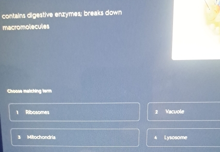 contains digestive enzymes; breaks down
macromolecules
Choose matching term
1 Ribosomes 2 Vacuole
3 Mitochondria 4 Lysosome
