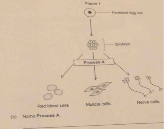 Figure 1
s
(b) Na
_