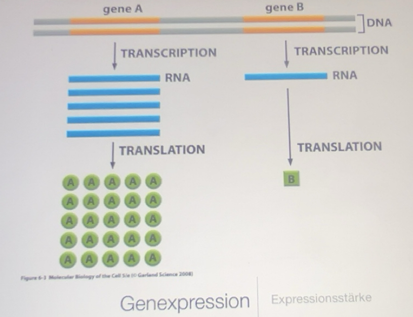 Gelöst:gene A gene B DNA TRANSCRIPTION TRANSCRIPTION RNA RNA ...