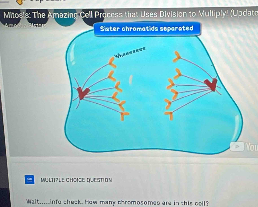 Mitosis: The Amazing Cell Process that Uses Division to Multiply! (Update 
a ct 
You 
MULTIPLE CHOICE QUESTION 
Wait.....info check. How many chromosomes are in this cell?