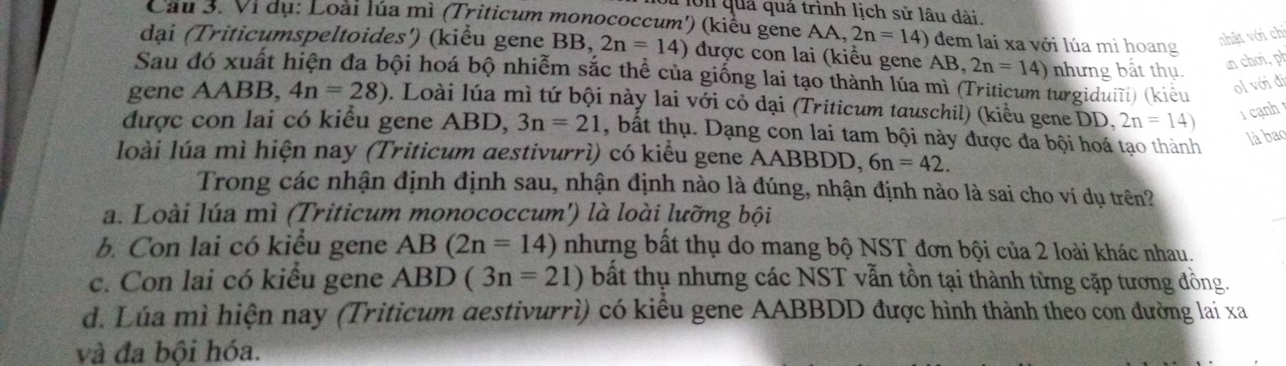 on quá quả trình lịch sử lâu dài.
Cầu 3. Ví dụ: Loài lúa mì (Triticum monococcum') (kiểu gene AA, 2n=14) đem lai xa với lúa mì hoang
nhật với chi
đại (Triticumspeltoides') (kiểu gene BB, 2n=14) được con lai (kiểu gene AB, 2n=14) nhưng bất thụ.
an chơi, ph
Sau đó xuất hiện đa bội hoá bộ nhiễm sắc thể của giống lai tạo thành lúa mì (Triticum turgiduiĩi) (kiểu ol với đi
gene AABB, 4n=28). Loài lúa mì tứ bội này lai với cỏ dại (Triticum tauschil) (kiểu gene DD, 2n=14)
1 cạnh t
được con lai có kiểu gene ABD, 3n=21 , bất thụ. Dạng con lai tam bội này được đa bội hoá tạo thành
là bao
loài lúa mì hiện nay (Triticum aestivurrì) có kiểu gene AABBDD, 6n=42. 
Trong các nhận định định sau, nhận định nào là đúng, nhận định nào là sai cho ví dụ trên?
a. Loài lúa mì (Triticum monococcum') là loài lưỡng bội
b. Con lai có kiểu gene AB(2n=14) nhưng bất thụ do mang bộ NST đơn bội của 2 loài khác nhau.
c. Con lai có kiểu gene ABD (3n=21) bất thụ nhưng các NST vẫn tồn tại thành từng cặp tương đồng.
d. Lúa mì hiện nay (Triticum aestivurrì) có kiểu gene AABBDD được hình thành theo con đường lai xa
và đa bội hóa.