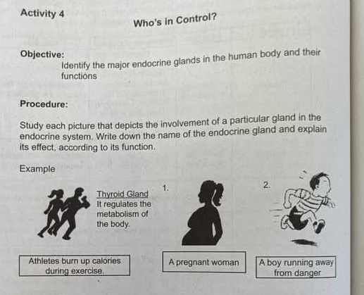 Activity 4 
Who's in Control? 
Objective: 
Identify the major endocrine glands in the human body and their 
functions 
Procedure: 
Study each picture that depicts the involvement of a particular gland in the 
endocrine system. Write down the name of the endocrine gland and explain 
its effect, according to its function. 
Example 
Thyroid Gland 1. 
2. 
It regulates the 
metabolism of 
the body. 
Athletes burn up calories A pregnant woman A boy running away 
during exercise. from danger