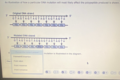 An illustration of how a particular DNA mutation will most likely affect the polypeptide produced is shown.
A - Choose the correct answer - mutation is illustrated in the diagram.
Frameshift insertion
Clear i Point silent
Point missense
Point nonsense
2 3