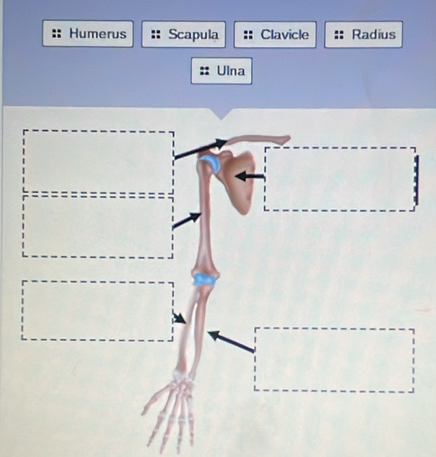 Humerus Scapula Clavicle Radius
Ulna